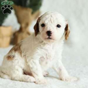 Wynn F1B, Cavapoo Puppy